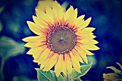 Close-up of sunflower