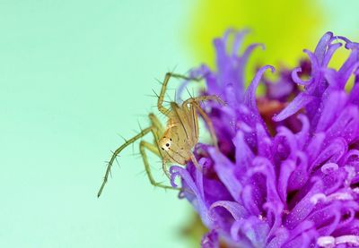 Close-up of insect on purple flower