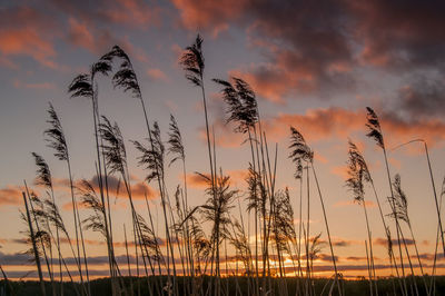 Low angle view of silhouette plants against dramatic sky during sunset