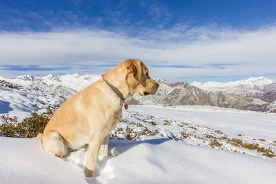 Dog standing on snow covered mountain against sky