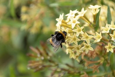 Close-up of bee pollinating on flower