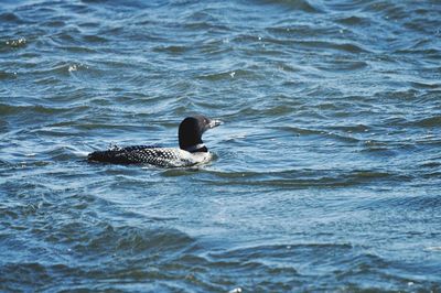 Duck swimming in lake