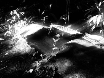 High angle view of plants growing on land