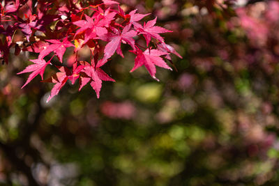 Close-up of maple leaves on tree