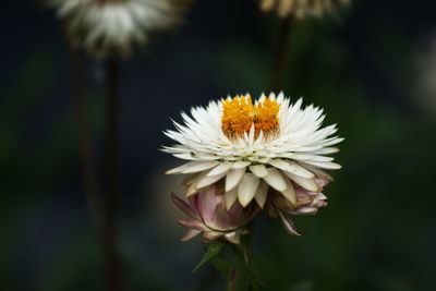 Close-up of white flower