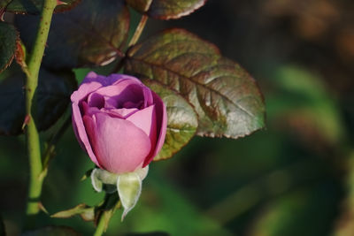 Close-up of pink rose flower