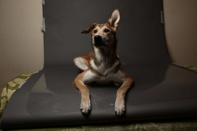 Dog sitting on seat at home