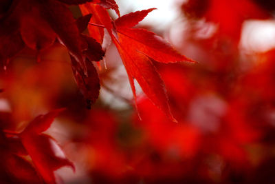 Close-up of red maple leaves