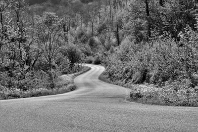 Road amidst trees in forest