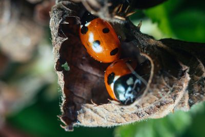 Close up view of two ladybugs sitting close in a dry crinkled leaf