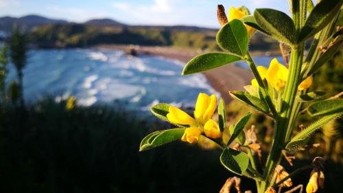 Close-up of yellow flowers blooming outdoors