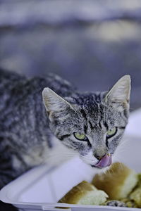 Close-up of a cat eating food