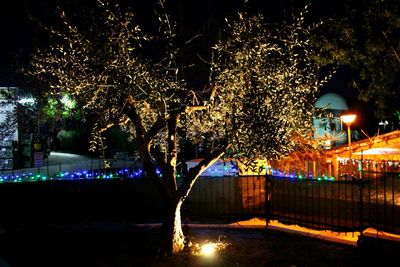 Illuminated tree against sky at night