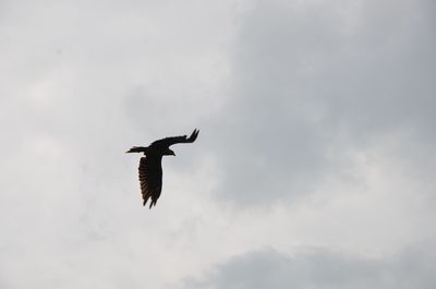Low angle view of bird flying against sky