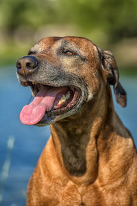 Close-up of a dog looking away