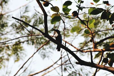 Low angle view of bird perching on tree