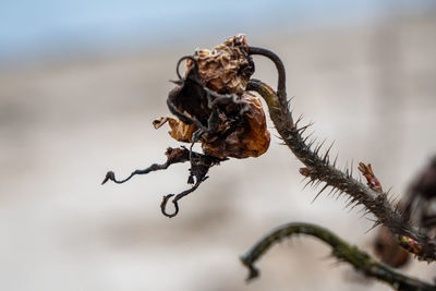 Close-up of wilted plant