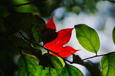 Close-up of red leaves on plant