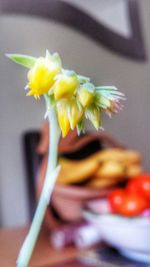 Close-up of yellow flowers