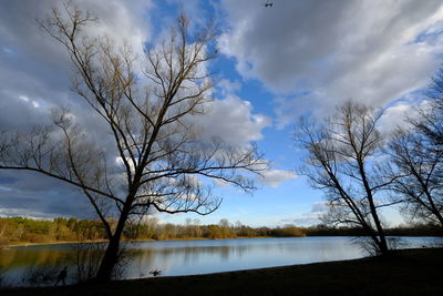 Bare tree by lake against sky