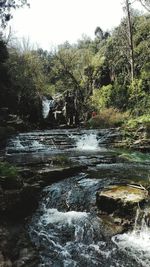 River flowing through forest