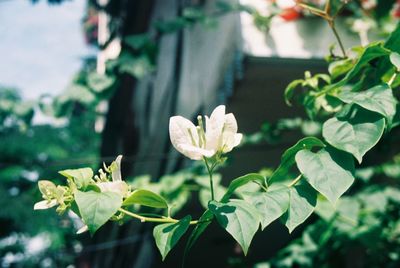 Close-up of flowers blooming outdoors