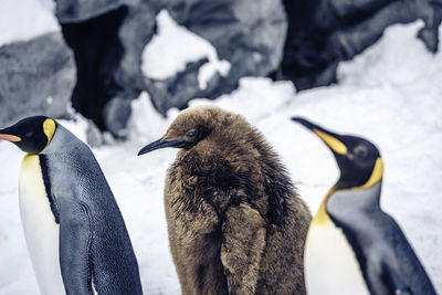 Close-up of penguins