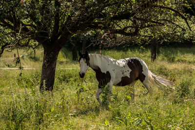 Horses in a field