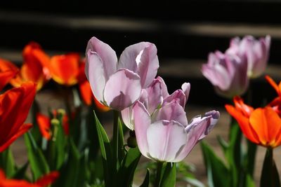 Close-up of pink crocus blooming outdoors