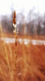 Close-up of plant against blurred background