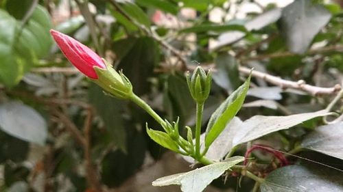 Close-up of red flower