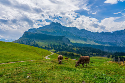 House cows grazing in the swiss mountains.