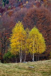 Yellow trees on field in forest during autumn