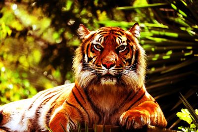 Portrait of tiger in zoo