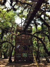 Low angle view of tree trunk
