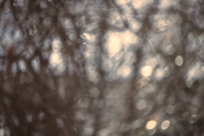 Full frame shot of trees during winter