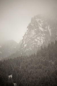 Trees in forest during foggy weather