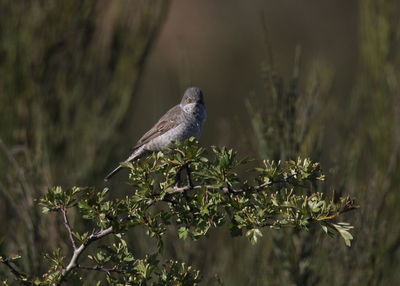 Bird perching on a branch