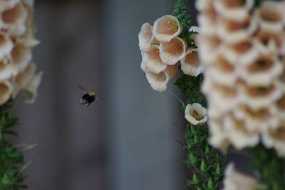 Close-up of insect pollinating on flower