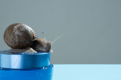 Close-up of blue eggs against white background