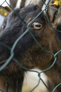 Feeding hay to hungry goats