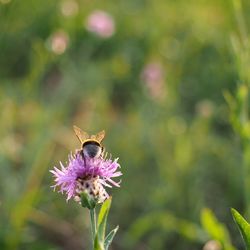 Close-up of butterfly pollinating on purple flower