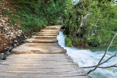 Bridge over river amidst trees in forest