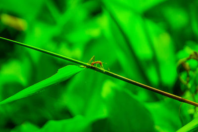 Close-up of insect on leaf