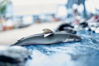 Close-up of fish in sea