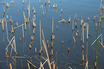 High angle view of plants in lake