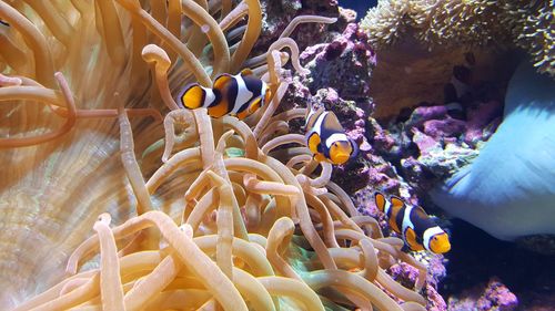 Close-up of fish swimming in sea