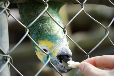 Close-up of hand holding bird in cage