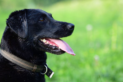 Head shot of a black labrador retriever 