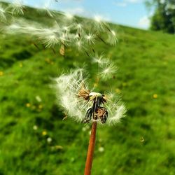 Close-up of spider on web